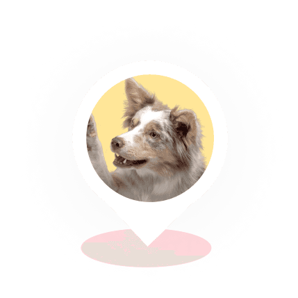 Dog location pin on the map of Texas.